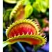 Dente Venus Fly Trap Plant - Dionaea - Carnivorous - Potted