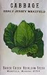 Cabbage Early Jersey Wakefield Heirloom Seeds 300 Seeds