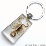 Real Insect Key Chain - Scorpion