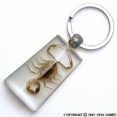 Click here to buy Real Insect Key Chain - Scorpion.