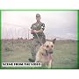 Dogs Of The Vietnam War: Scout, Sentry & Patrol