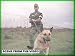 Dogs Of The Vietnam War: Scout, Sentry & Patrol