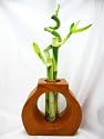 9GreenBox - Live Spiral 3 Style Lucky Bamboo Plant Arrangement with Ceramic Vase