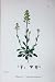 Botany Plants C1902 Green Alpine Penny Cress Thlaspi