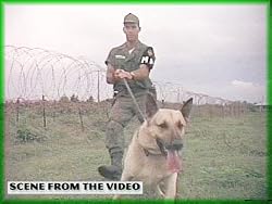 Dogs Of The Vietnam War: Scout, Sentry & Patrol