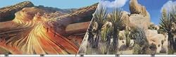 Desert Cactus Aquarium or Terrarium Background, 19" x 50"