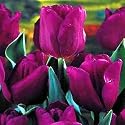 Purple Passionale Triumph Tulip 50 Bulbs - Plum Purple