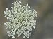 Queen Anne's Lace Blooms Botanical Photographic Poster Print by Stephen Alvarez, 12x9