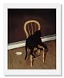Andrew L. von Wittkamp, Black Cat on a Chair