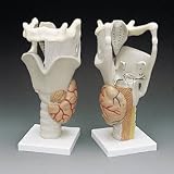 3B Scientific Demonstration Larynx; Removable Epiglottis, Vocal Cords, and Arytenoid Cartilage