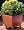 Aqua Planter