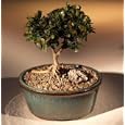 Bonsai Boy's Mini Holly Bonsai Tree<br>Jersey Pygmy Hybrid<br><i>(ilex glabra inkberry)</i>