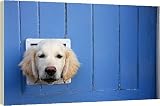 Box Canvas Print of Labrador from RSPCA
