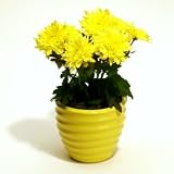 Chrysanthemums in Yellow Ceramic Pot