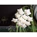 Porzellanblume (Hoya linearis) - Jungpflanze