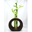 BUY : 9GreenBox - Live Spiral 3 Style Lucky Bamboo Plant Arrangement with Ceramic Vase Brown