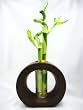 9GreenBox - Live Spiral 3 Style Lucky Bamboo Plant Arrangement with Ceramic Vase Brown