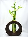 9GreenBox - Live Spiral 3 Style Lucky Bamboo Plant Arrangement with Ceramic Vase Brown