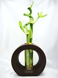 Cheap 9GreenBox - Live Spiral 3 Style Lucky Bamboo Plant Arrangement with Ceramic Vase Brown by 9GreenBox.com