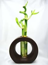 9GreenBox - Live Spiral 3 Style Lucky Bamboo Plant Arrangement with Ceramic Vase Brown