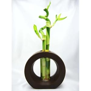 9GreenBox - Live Spiral 3 Style Lucky Bamboo Plant Arrangement with Ceramic Vase Brown