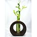 9GreenBox - Live Spiral 3 Style Lucky Bamboo Plant Arrangement with Ceramic Vase Brown