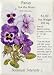 Pansy Got the Blues Seeds