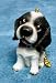 cocker spaniel - Cocker Spaniel Puppy Dog Fan Pull Pulls (2)