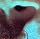 Meddle