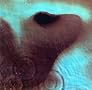 Meddle Meddle