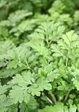 Feverfew Herbal Capsules