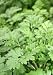 Feverfew Herbal Tea