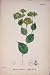 Perfoliate Hare'S Ear Plant Flower Antique Print C1878