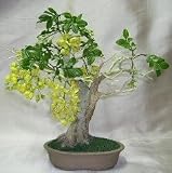 Artificial Flowering Golden Shower Bonsai Tree.