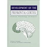 development of the prefrontal cortex