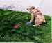 Potty Rock House Training Device for Dogs