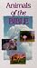 Animals of the Bible [VHS]