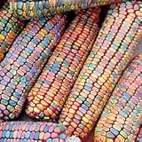 Corn Seeds - Corn Earth Tones Ornamental