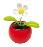 Solarblume 'Waver'
