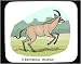 Decorated Mouse Pad with africa, roan, equinus, antelope, run, hippotragus, deer, ani...