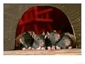 Rats at Entrance to Home Photographic Poster Print by Alan And Sandy Carey, 24x18