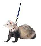 Marshall Ferret