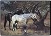 Two Horses Horse Western Designer Rug Doormat Mat