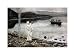 Christ Appears on the Borders of the Tiberius Sea by James jacques Tissot 20.00X14.62...