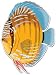 Discus Fish Aquarium Car Bumper Sticker Decal 5"x3.5"