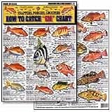 Saltwater Fish Chart #6