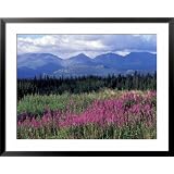 Fireweed Blooms near Kluane National Park, Yukon, Canada Framed Art Poster Print by Paul... by 