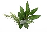 Bay Trees; Fragrant Young Plants for Holiday Table Settings; 3 Trees