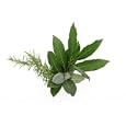 Bay Trees; Fragrant Young Plants for Holiday Table Settings; 3 Trees