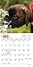 Boxer Puppies 2016 Calendar